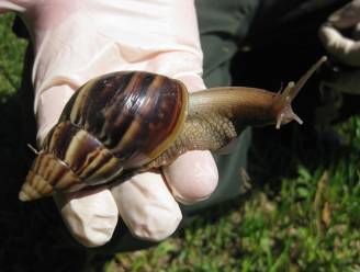 Drastische maatregelen in Florida na vondst reuzenslak: “Een van de schadelijkste slakken ter wereld”