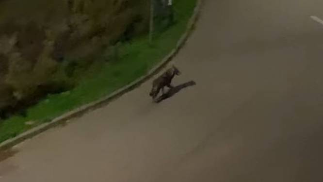Maité (12) filmt mogelijke wolf die straat oversteekt: “Het was toch even schrikken”