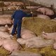 Vleessector krijgt standje om video: 51 van 52 klachten gegrond