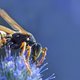 Nieuwe wesp ontdekt in Nederland (en zó ziet 'ie eruit)