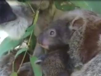 Koala keert na jaren terug bij opvang met twee baby's