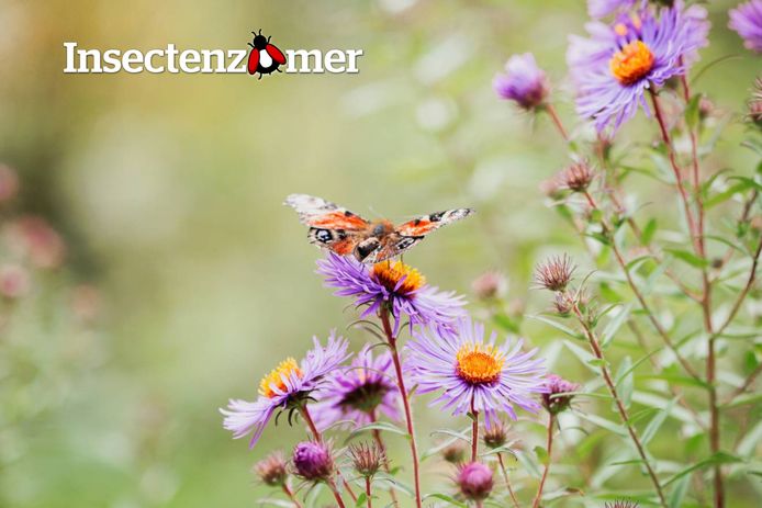 Hoe maak je van jouw tuin een insectenvriendelijke plaats?