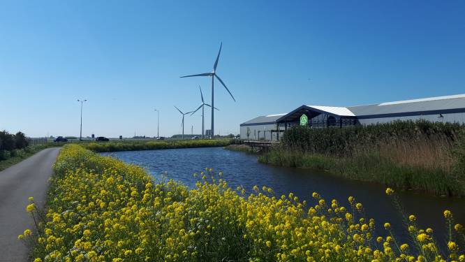 De Rijnstreek wil meer windmolens in Groene Hart: ‘Je kunt grote slagen maken met windenergie’