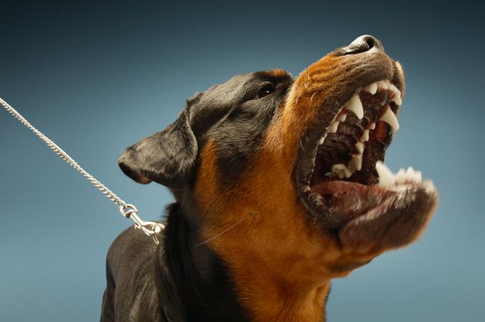 Haarvaten Lucht partij Wanneer krijgt een bijtende hond een spuitje? | Den Haag | AD.nl