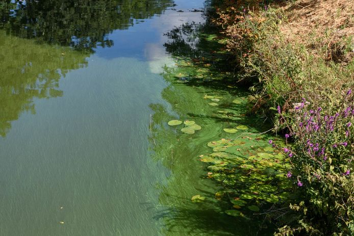 Blauwalg in de Nijverheidssingel in Breda (archieffoto).