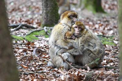 Une vingtaine de singes s'est échappée d'un zoo en Allemagne