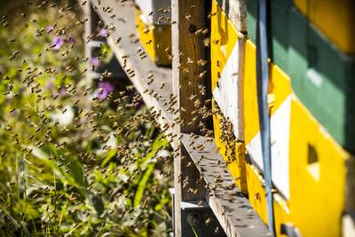 Zorgsector werkt steeds vaker samen met Vlaams Bijeninstituut: “Patiënten genieten van innerlijke rust als de omgeving natuurlijker overkomt”