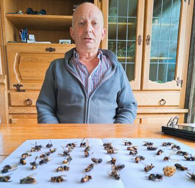 Imker Jan uit Wouw vangt tientallen koninginnen van Aziatische hoornaar