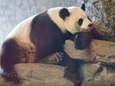 Reuzenpanda succesvol geïnsemineerd: Pairi Daiza duimt voor babypanda deze zomer