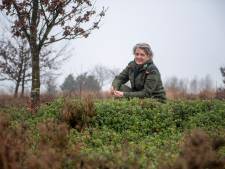 Op Sallandse Heuvelrug treft kramsvogel een gedekte tafel