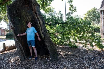 Al eeuwen hol, maar nog altijd vol blad en eikels: de oudste boom van het land staat waarschijnlijk 