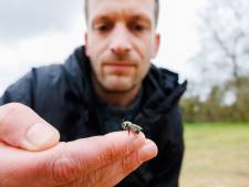 Midden in Tilburg ligt een paradijs voor insecten: ‘Onze hulp is heel hard nodig’