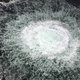 Bruinvis verdwijnt mogelijk uit de Oostzee door explosies Nordstream