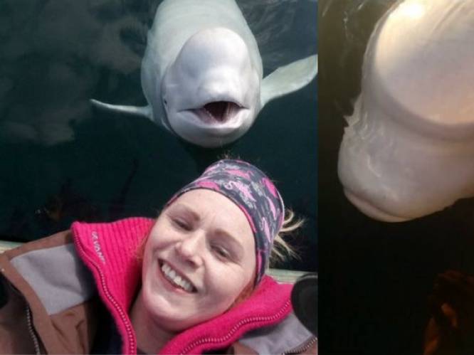 Een week goed nieuws: geharnaste dolfijn nu lieveling van Noors dorpje en andere verhalen die je blij maken