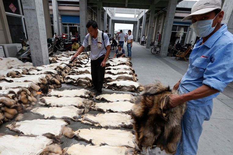 De Chinese provincie Zhejiang staat bekend om zijn export van bont, onder meer van wasbeerhonden zoals op bovenstaande foto.  Beeld REUTERS