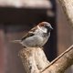 'Grote Vogelweekend' van Natuurpunt breekt alle records