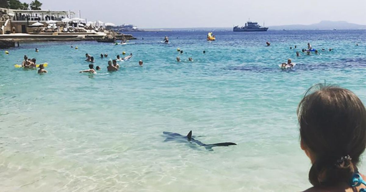 2,5 meter lange haai nadert badgasten in Mallorca tot op enkele meters