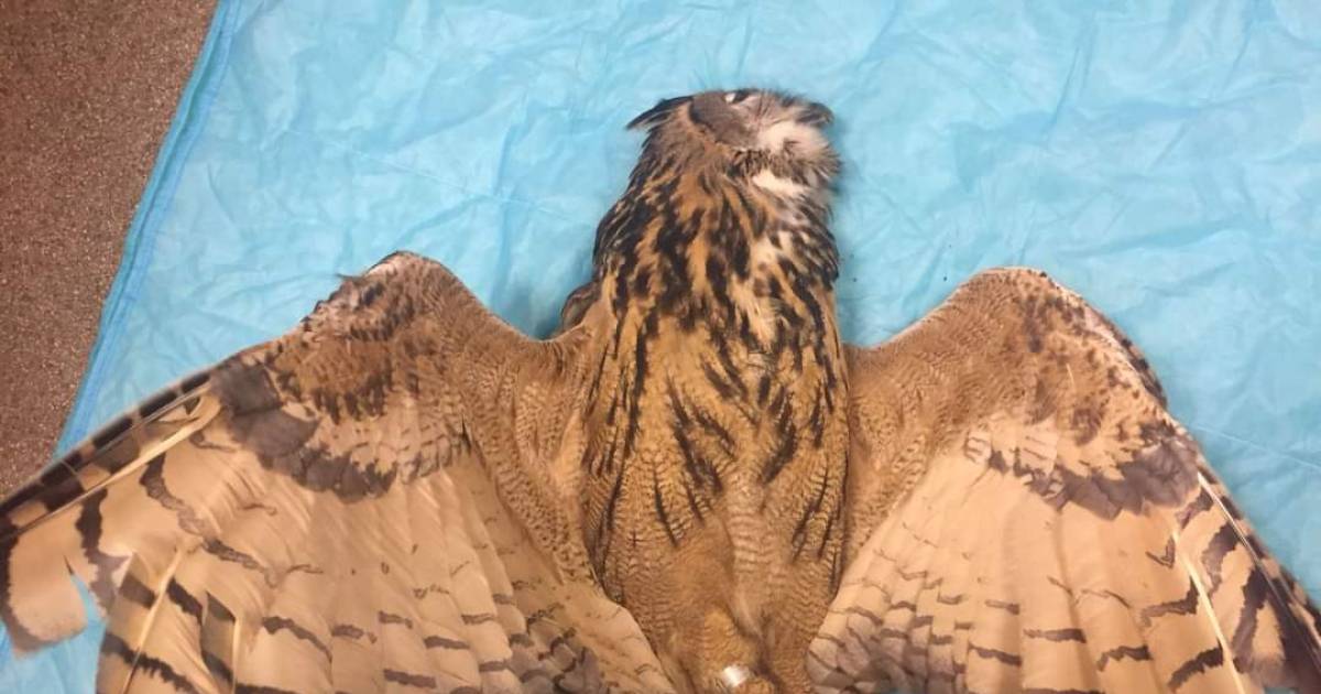 Politieagenten schrikken zich rot van een 'grote knal' bij verkeerscontrole achter McDonald's: ‘Heel