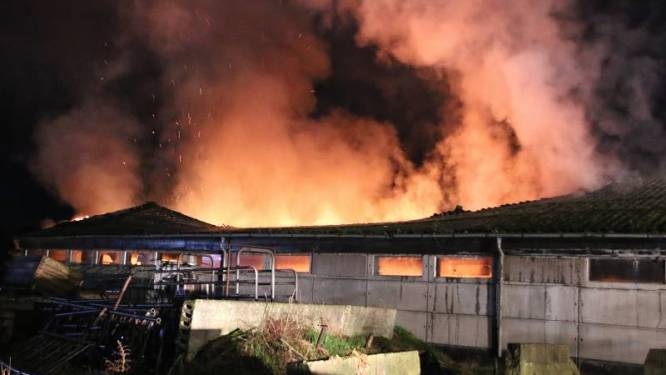 Stal in Elsloo brandt uit, vijftien kalveren omgekomen