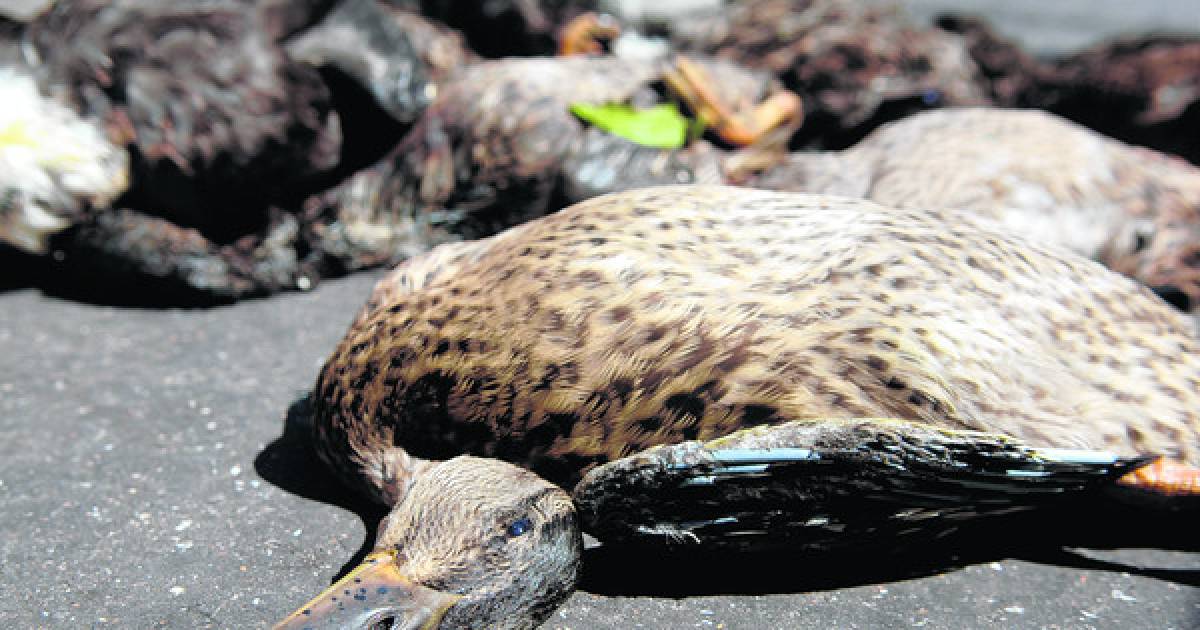 Botulisme teistert Delftse Hout: dode eenden in water gevonden
