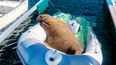 De walrus Freya op een van de boten.