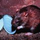Kou drijft bruine rat naar bewoond gebied