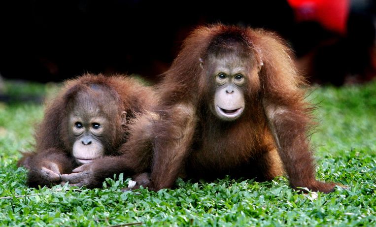 Twee jonge Orang-oetans in Borneo, Indonesië. Beeld anp