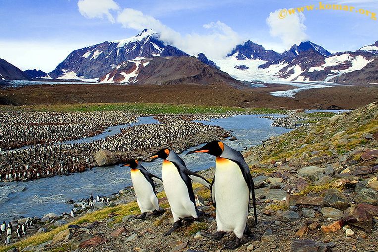 Pinguïns op South Georgia. Beeld ALEK KOMARNITSKY via REUTERS