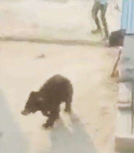 Un ours agressif sème la panique dans un village en Inde