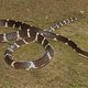 Extreem giftige slang onder nieuw ontdekte soorten in Mekong-delta