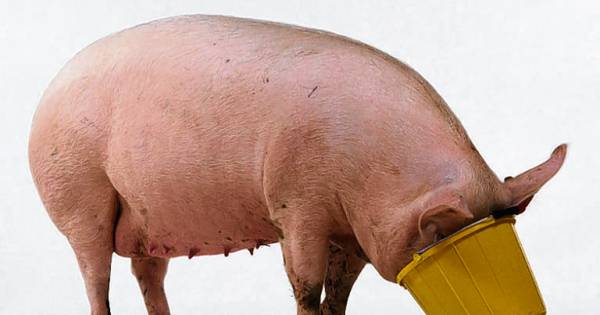 Vloeibaar veevoer versperde verbindingsweg vanuit Antwerpen naar Tilburg