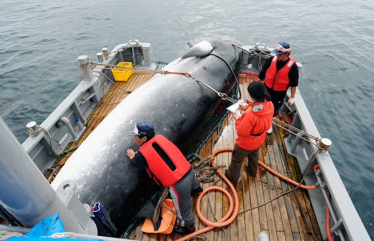 Een walvis gevangen “voor wetenschappelijk onderzoek” op een Japans schip in 2013. Beeld AP