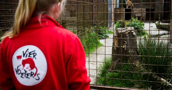 Getraumatiseerde Syrische tijgers aangekomen in Friese opvang | Binnenland - AD.nl