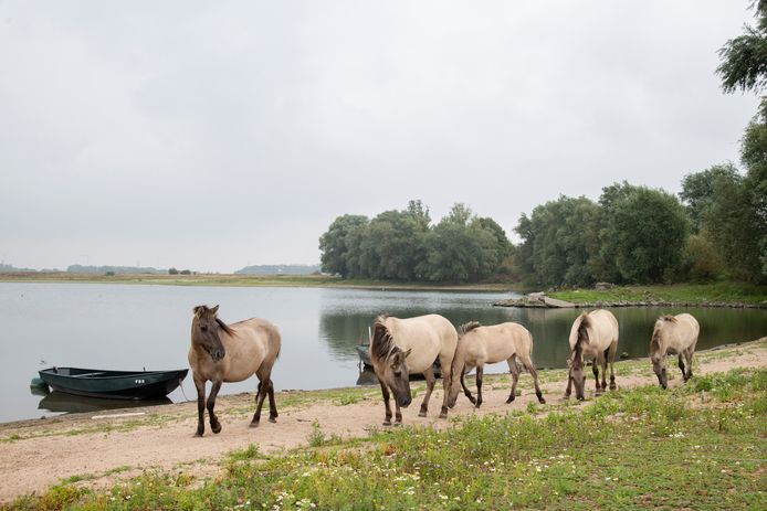 Konikpaarden grazen bij het Oude Grindgat in Weurt. In het vlees van een van deze dieren is twee maal zo veel dioxine gevonden als is toegestaan voor menselijke consumptie.