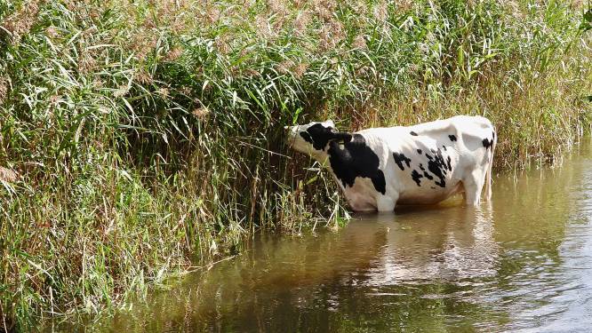 Stelling | De waterschappen moeten onderdeel worden van een ministerie, schaf verkiezingen af.