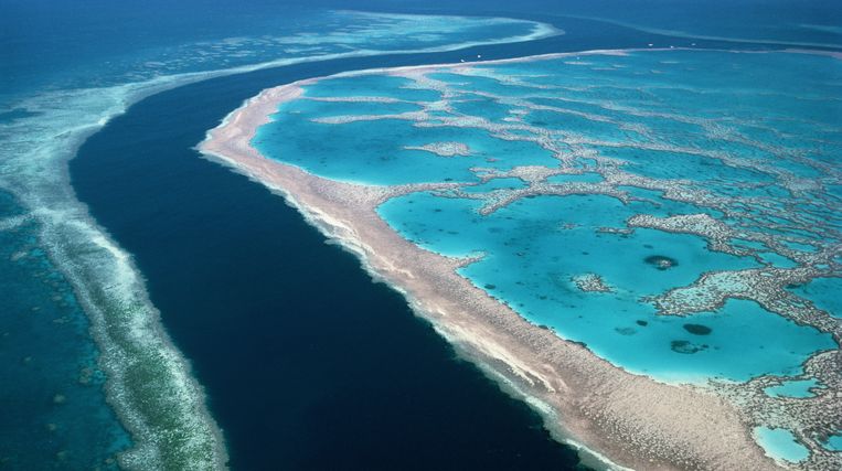 Waarom een deel van het Great Barrier Reef een opleving beleeft is nog onduidelijk. Beeld Getty Images