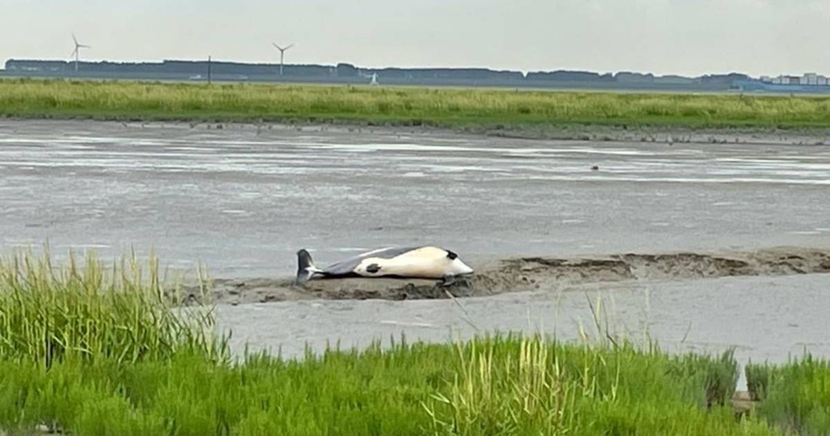 Voor het eerst sinds 1973 een witflankdolfijn aangespoeld in Zeeland
