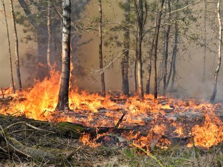 Brandweer zette zo'n 100 manschappen in voor zeer grote bosbrand tussen Tilburg en Moergestel