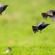 Nederlandse natuur dramatisch verslechterd