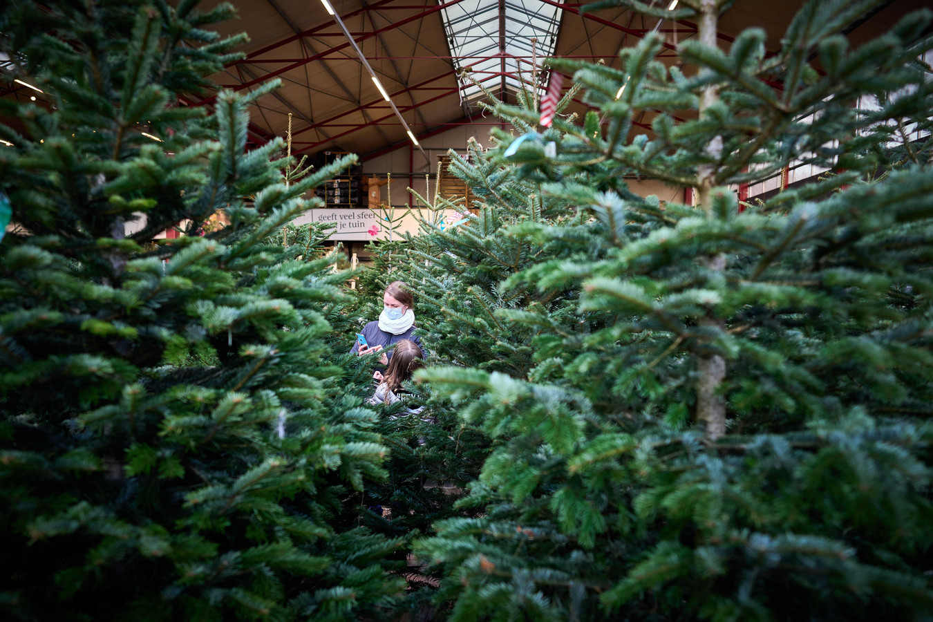 In Nederland zijn er voorlopig genoeg kerstbomen, maar het loopt nu al wel storm. In Amerika is er angst voor een tekort.