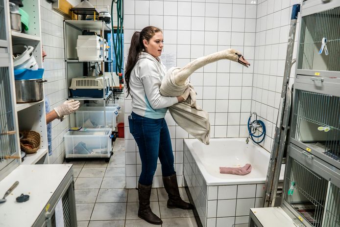 Het gevaar voor de volksgezondheid is klein, maar niet afwezig.