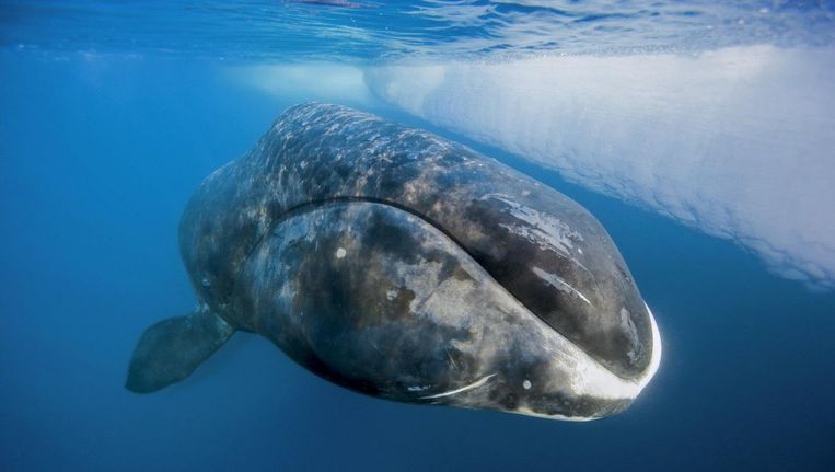Een Groenlandse walvis in zijn natuurlijke habitat Beeld  