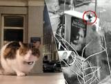 Un homme frappe à mort un chat en pleine rue à Amsterdam, la police diffuse des images pour le retrouver