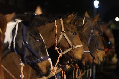 Paardenmarkt in Hedel; vraag naar paarden is groot, maar het aanbod is beperkt