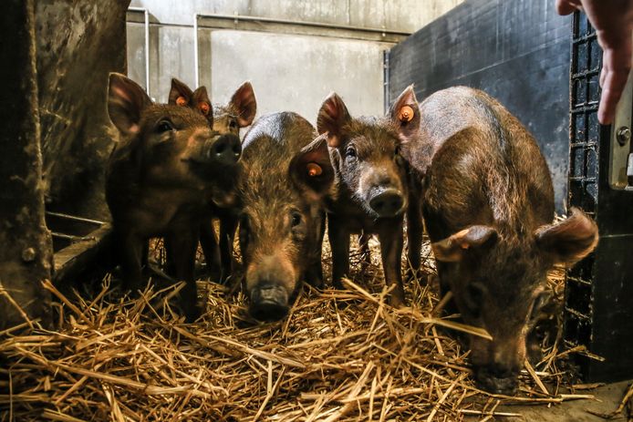 De kwekerij van het Menapisch varken in Pittem draagt voortaan het label '100% West-Vlaams'