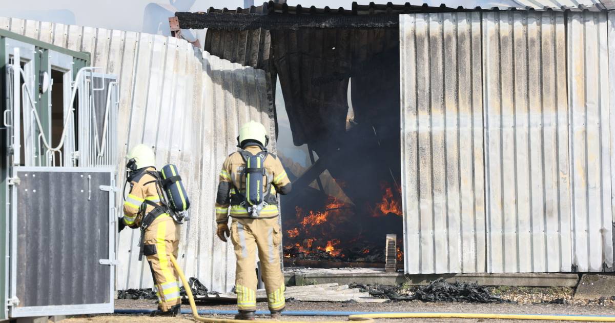Paarden gered bij ‘zeer grote brand’ in Lemele: schuur volledig verwoest