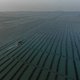Kan zeewier helpen de klimaat- en milieuproblematiek aan te pakken? ‘We staan nog maar aan het begin’