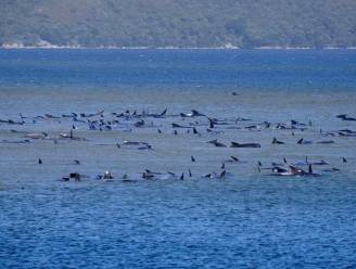 Groep van 250 walvissen vast op zandbank in Australië