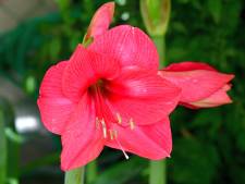 Amaryllis zonder waxlaagje loopt volgend jaar weer uit