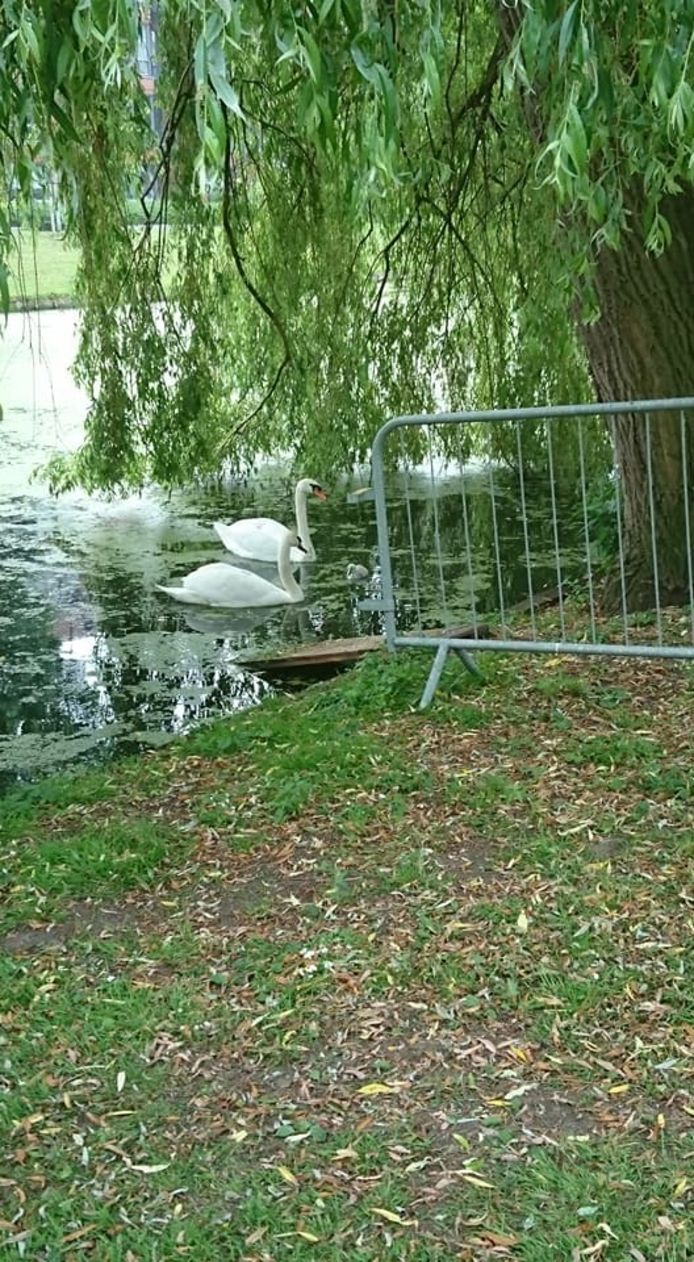 Medewerkers van de dierenambulance ondernamen meerdere pogingen om de jongen terug te plaatsen bij de ouders. Dit is uiteindelijk niet gelukt.